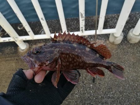 魚釣り園護岸 釣行 （GW10日目 根魚の釣果有り）