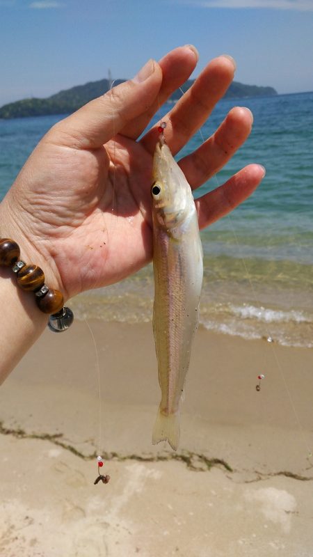 キス釣り釣行