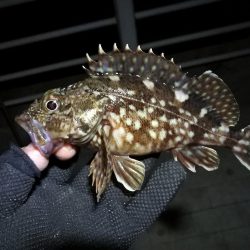 コスモ公園釣行 （元気な根魚釣り！ガシラ釣果！）