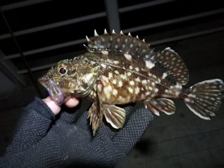 コスモ公園釣行 （元気な根魚釣り！ガシラ釣果！）