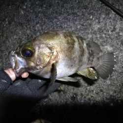 南港カモメ大橋 釣行 （南港夕涼み、黒メバル、キビレチヌ 釣果有り）