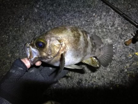 南港カモメ大橋 釣行 （南港夕涼み、黒メバル、キビレチヌ 釣果有り）