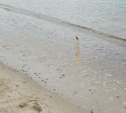 今年初のキス釣り