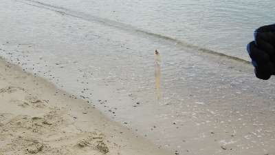 今年初のキス釣り