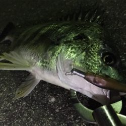 渋い〜浜寺水路