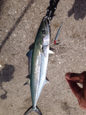 追い風が強い中での釣行