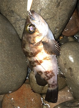 浅場メバル活性高い