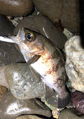 浅場は楽しい