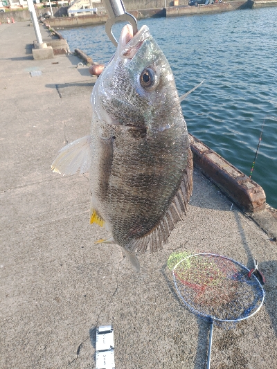 釣れていた