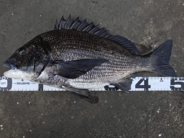 イチノ兄弟、釣果！