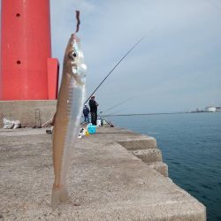 播磨新島で良型キスが釣れました