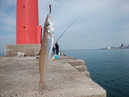 播磨新島で良型キスが釣れました