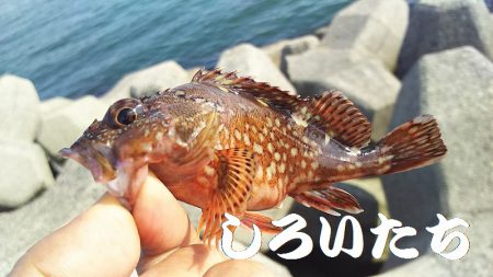 お昼の釣り。