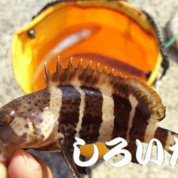 今日は、アジを昨日の倍は釣る。