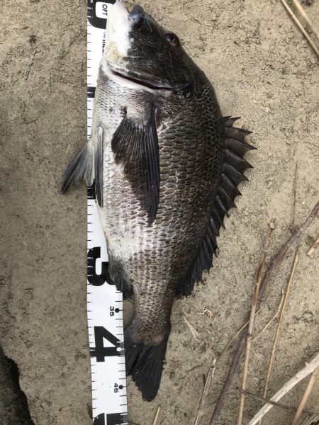 イチノ兄弟、釣果！