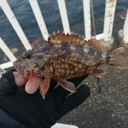 魚釣り園護岸 釣行 （GW10日目 根魚の釣果有り）