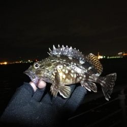 コスモ公園釣行 （元気な根魚釣り！ガシラ釣果！）