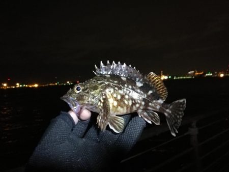 コスモ公園釣行 （元気な根魚釣り！ガシラ釣果！）