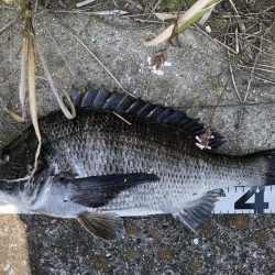 イチノ兄弟、釣果！