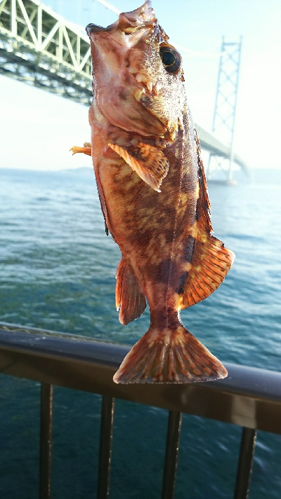 今年度初キュウセン