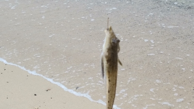 今年初のキス釣り