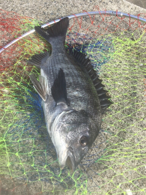 釣り日和のなかチヌが釣れた