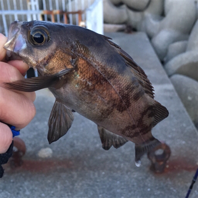 大阪湾奥アジング 尺アジバラし？