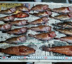 コブダイ釣りがぜんぜん当たりなし、五目釣りに。