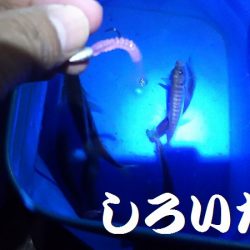 深夜の釣りと真剣アジングなど。