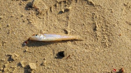 キス釣り釣行