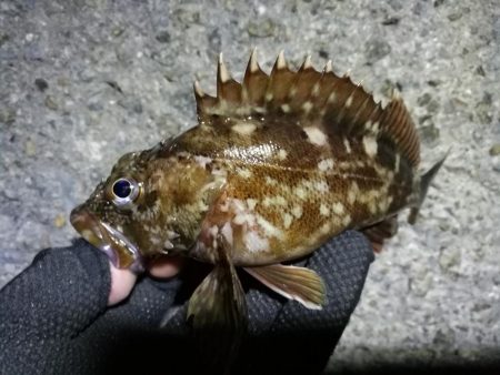 コスモ公園釣行 （元気な根魚釣り！ガシラ釣果！）