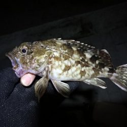 コスモ公園釣行 （夜釣行日和！キビレチヌ36cmとガシラ釣果！）