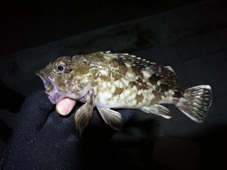 コスモ公園釣行 （夜釣行日和！キビレチヌ36cmとガシラ釣果！）