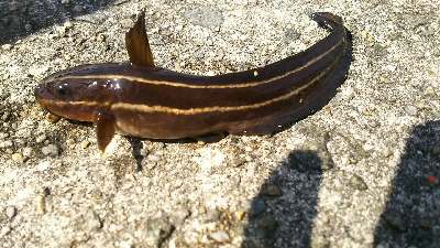 ひたすらカサゴ釣り