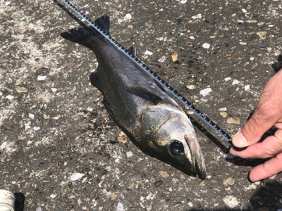 エビ撒き釣り