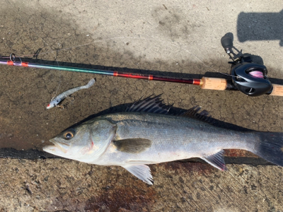 初キビレで三魚種達成♫&こつぶ楽チン♫