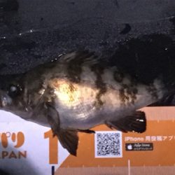 小メバルの活性が高い