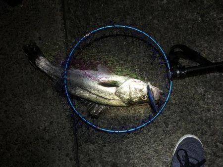 夜中の釣り
