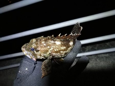 コスモ公園釣行 （元気な根魚釣り！ガシラ釣果！）