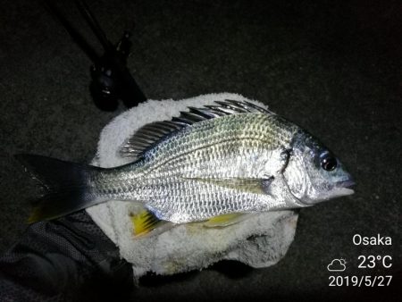 南港カモメ大橋 釣行 （南港夕涼み、黒メバル、キビレチヌ 釣果有り）