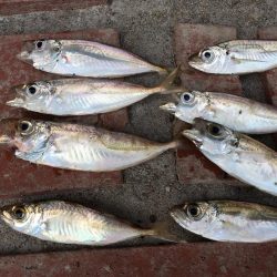 コサバ多数、豆アジ8匹、赤雑魚7匹、藤五郎イワシ1匹