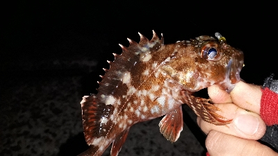 アジにメバルにガシラも