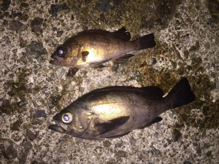 まだまだメバル釣り