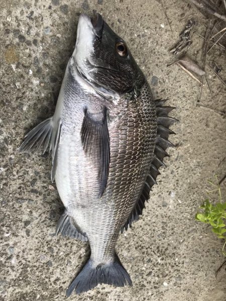 イチノ兄弟、釣果！