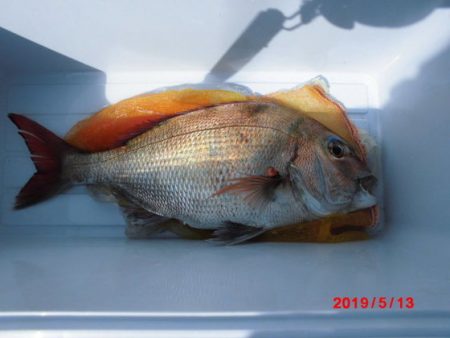 大進丸（新潟） 釣果