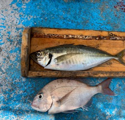 幸吉丸 釣果