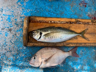 幸吉丸 釣果