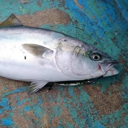 太幸丸 釣果