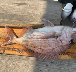 幸吉丸 釣果