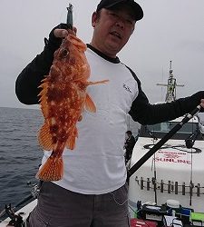 海龍丸（福岡） 釣果